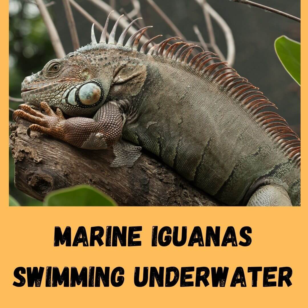 marine iguanas swimming underwater