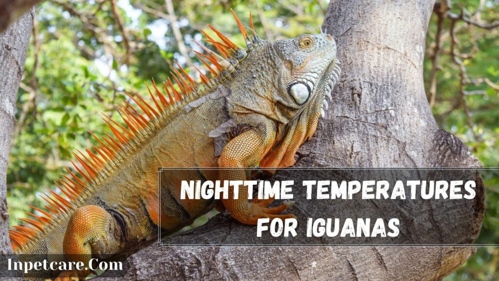 nighttime temperatures for iguanas