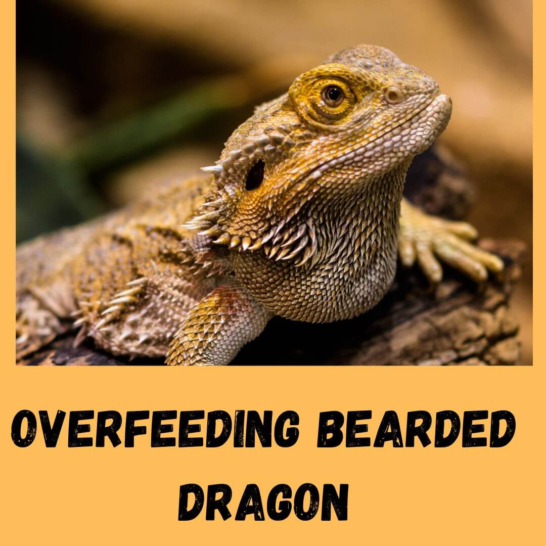 Can You Overfeed A Bearded Dragon? (What To Do If Fed)