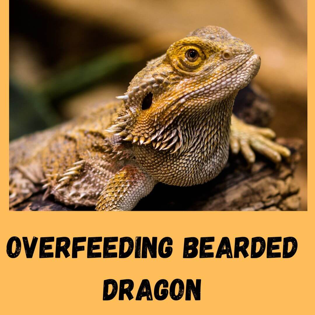 overfeeding-bearded-dragon