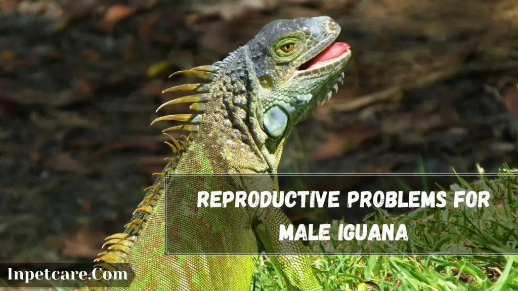reproductive problems for male iguana