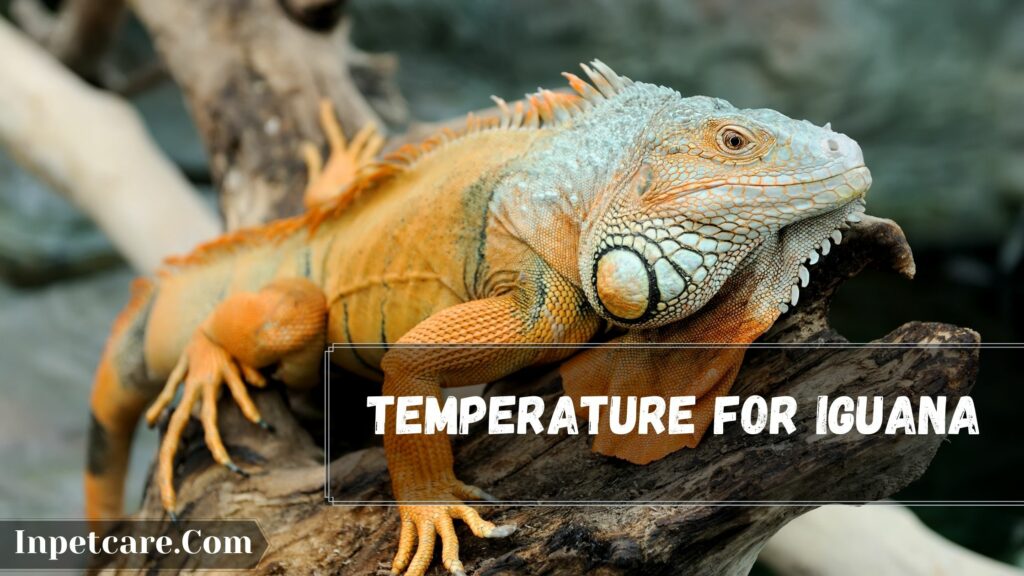 temperature for iguana