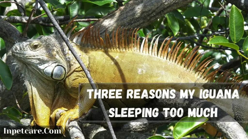three reasons my iguana sleeping too much