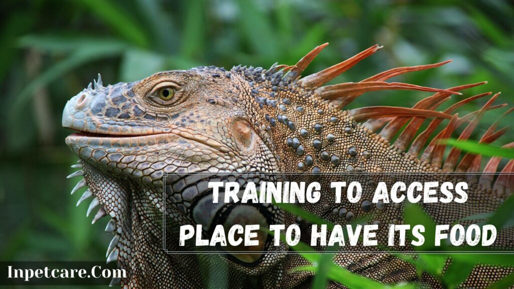 training to access place to have its food