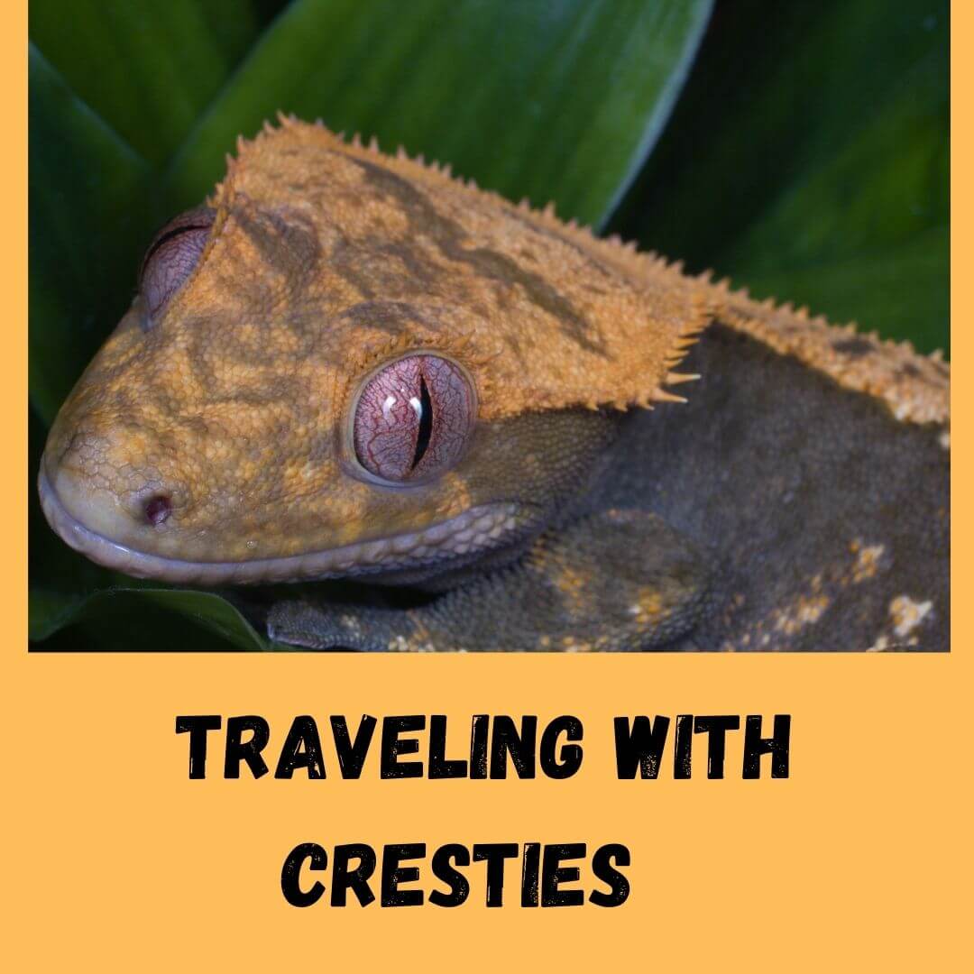 How To Travel With A Crested Gecko? [10 Travel Tips]