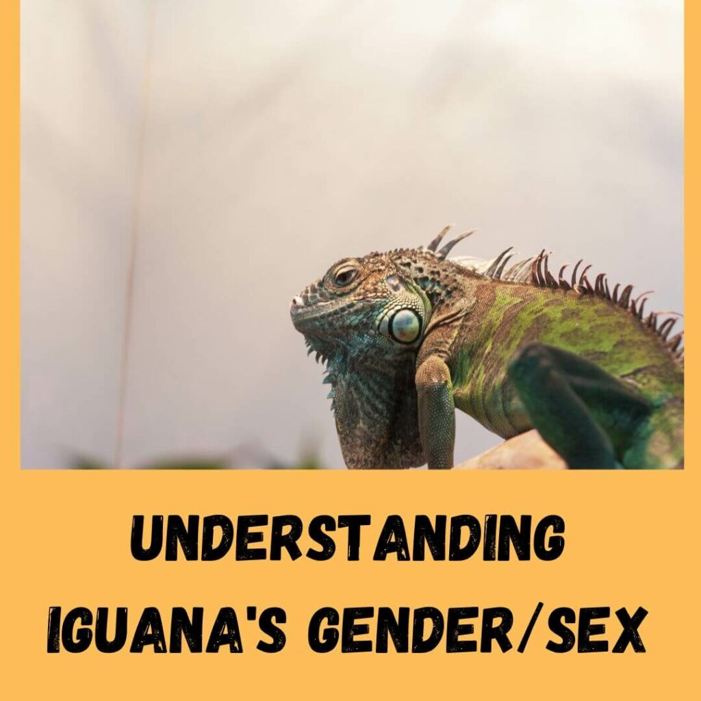 understanding iguana's gendersex