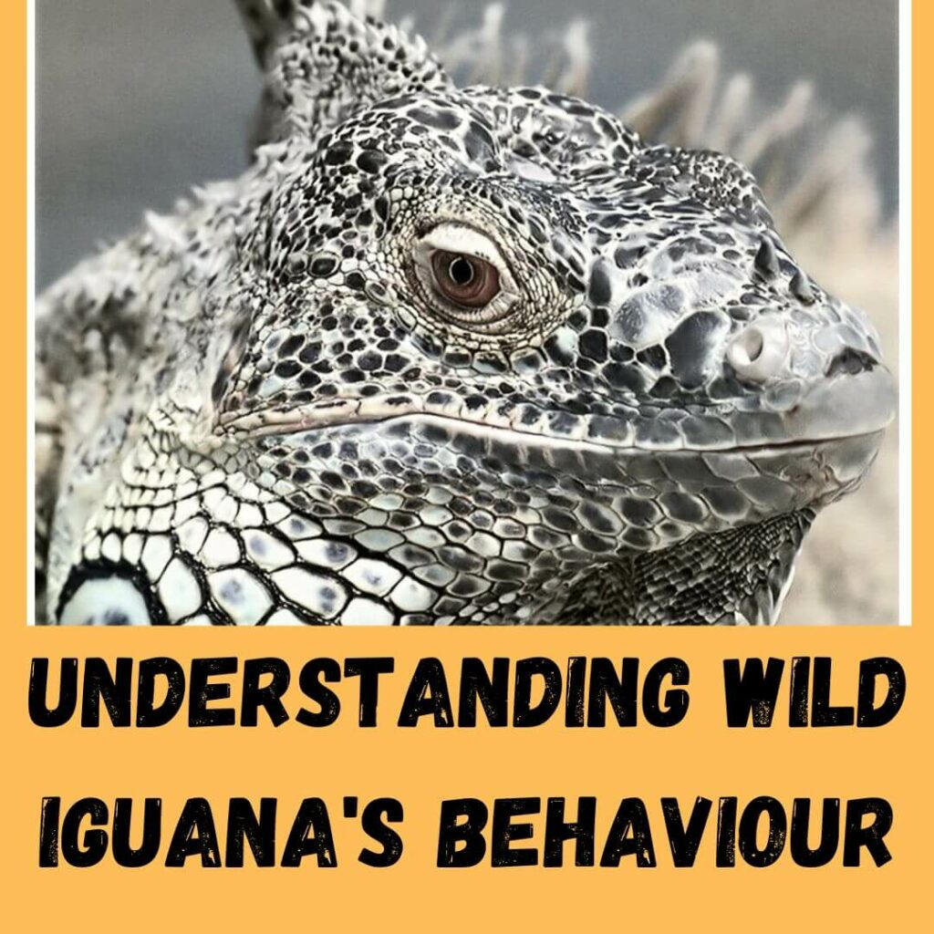 understanding wild iguana's behaviour