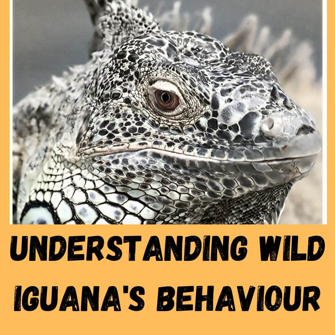 Wild Iguanas Behavior: Are Wild Iguanas Friendly?