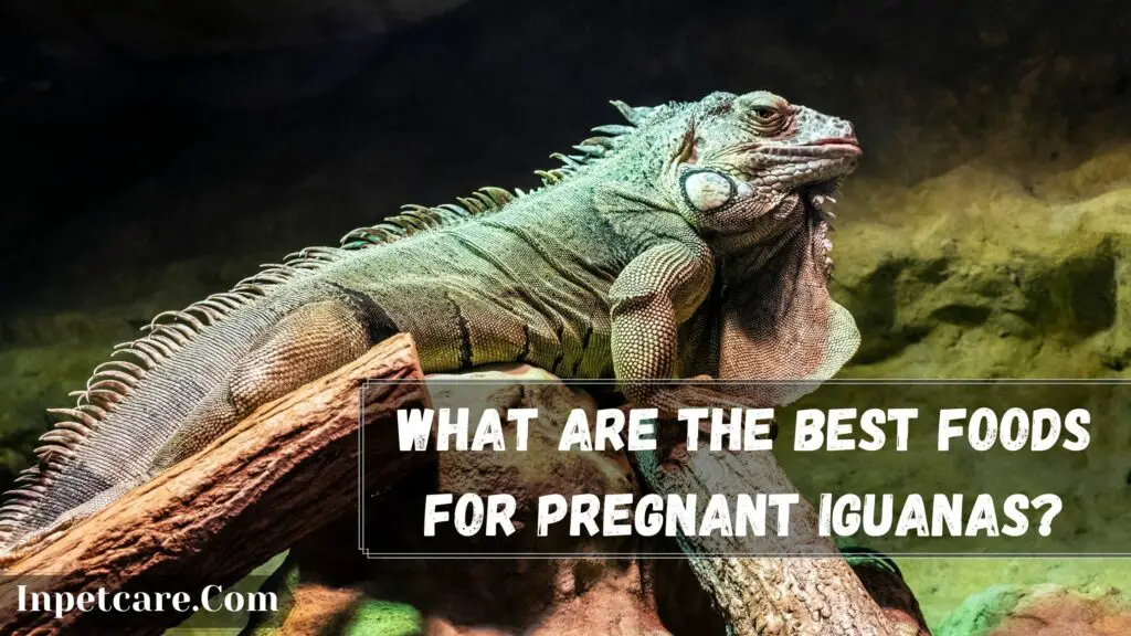 what are the best foods for pregnant iguanas