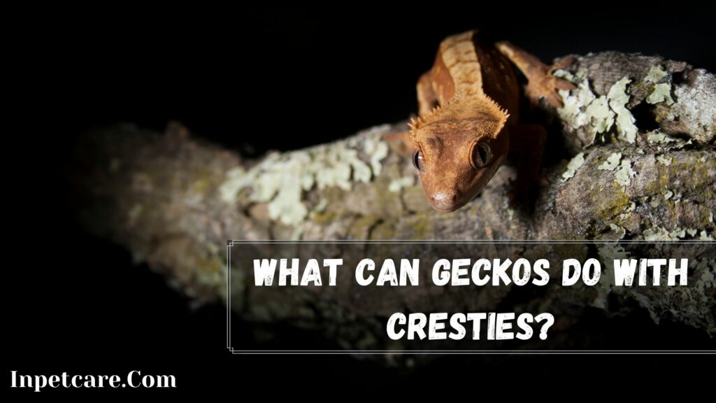 what can geckos do with cresties