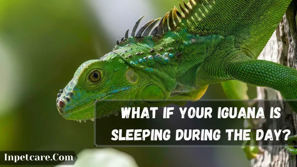 what if your iguana is sleeping during the day