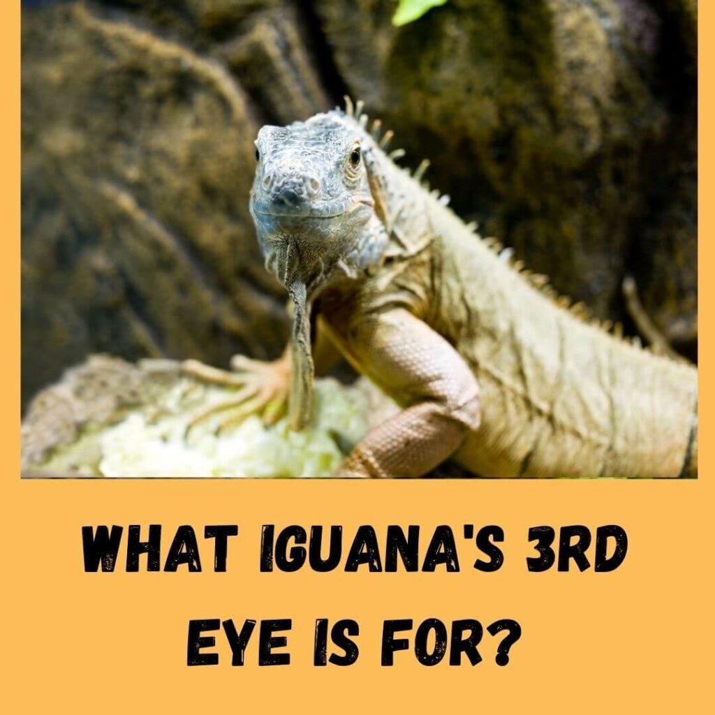 what iguana's 3rd eye is for