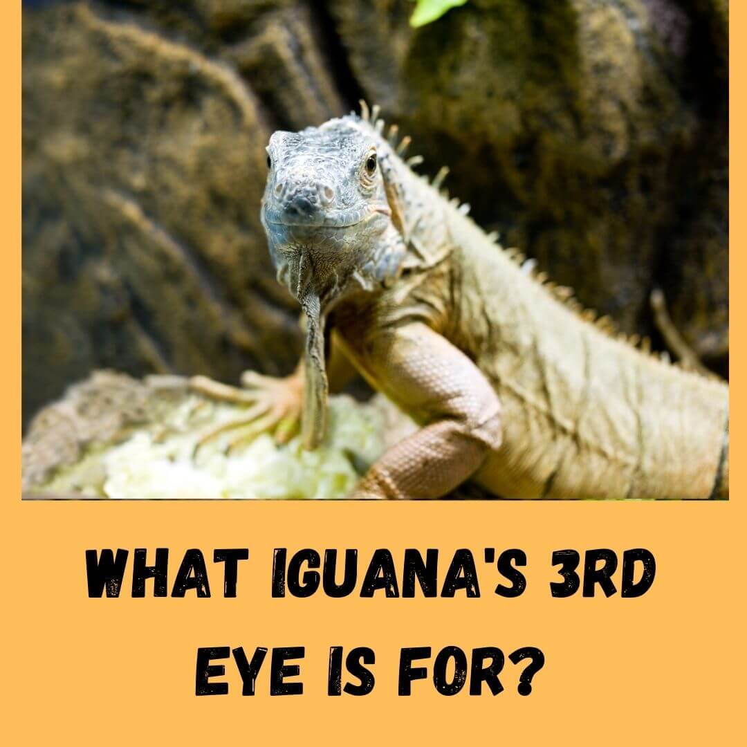 what iguana's 3rd eye is for