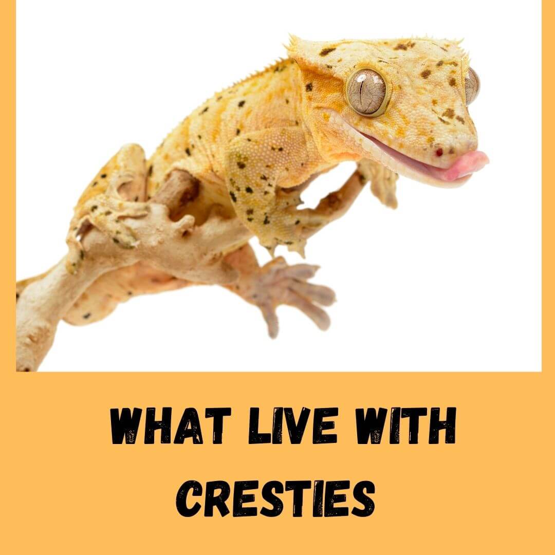 What Can Live With A Crested Gecko? [7 Species to Avoid]