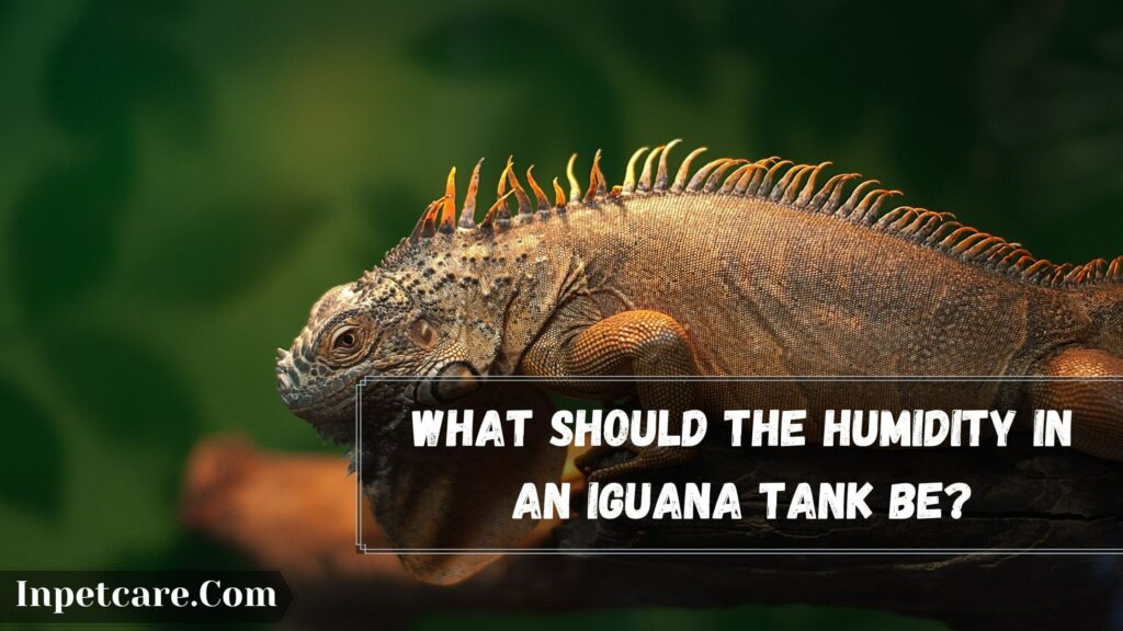 what should the humidity in an iguana tank be