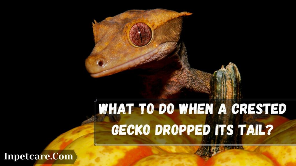 what to do when a crested gecko dropped its tail