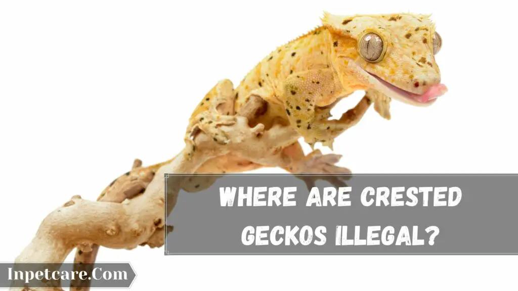 where are crested geckos illegal