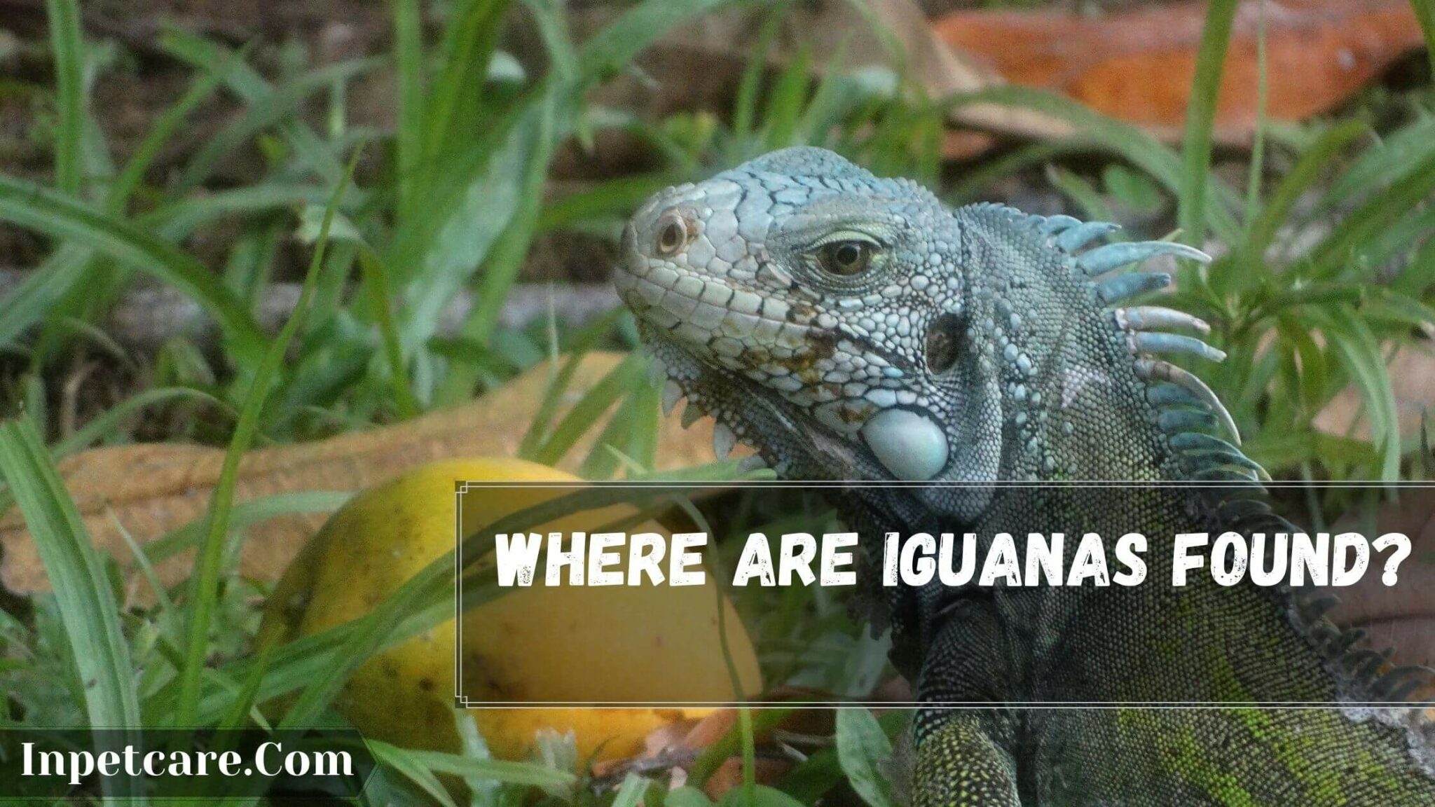 Where Are Iguanas Found? + Are Iguanas Native To Florida?