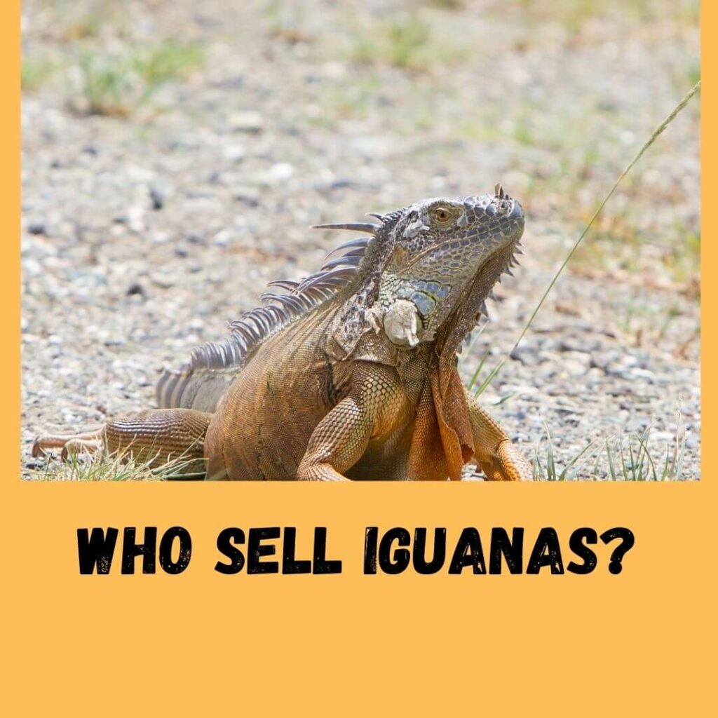 who sell iguanas