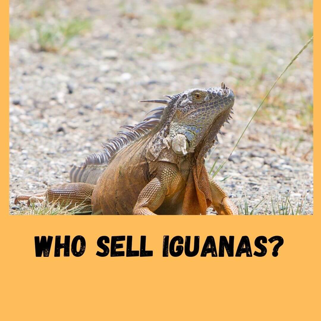 Does Petco Or Petsmart Sell Iguanas? If Yes, How Much For?