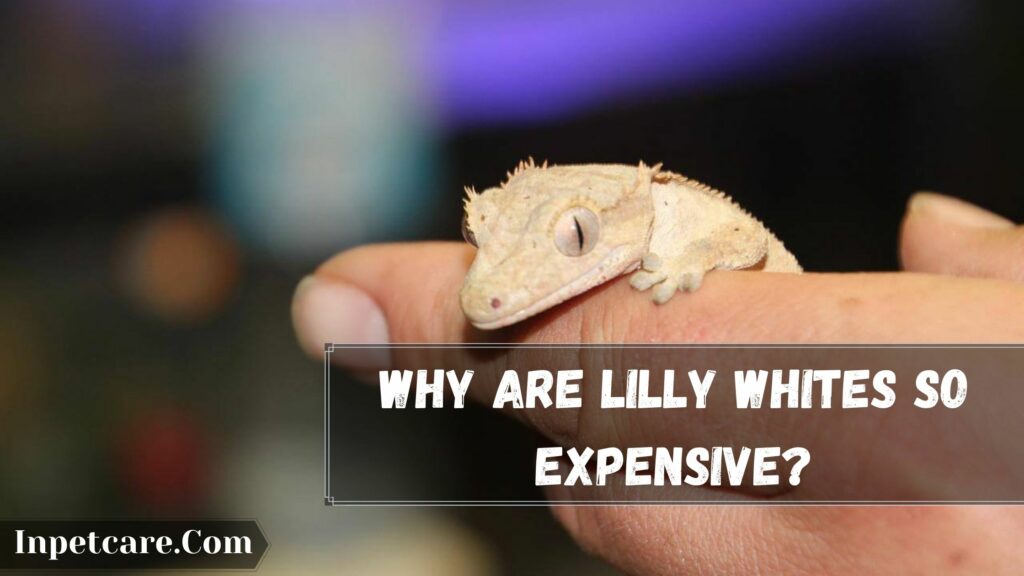 why are lilly whites so expensive