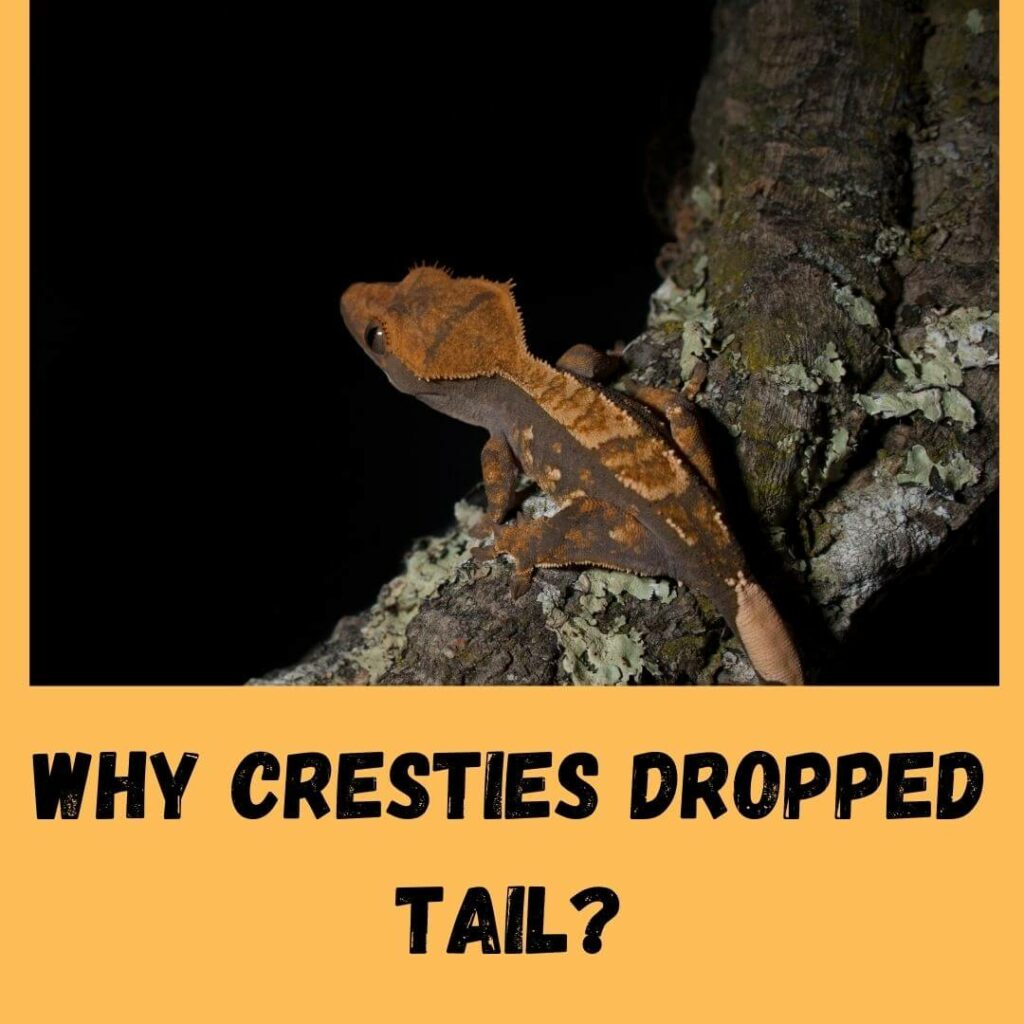 why cresties dropped tail