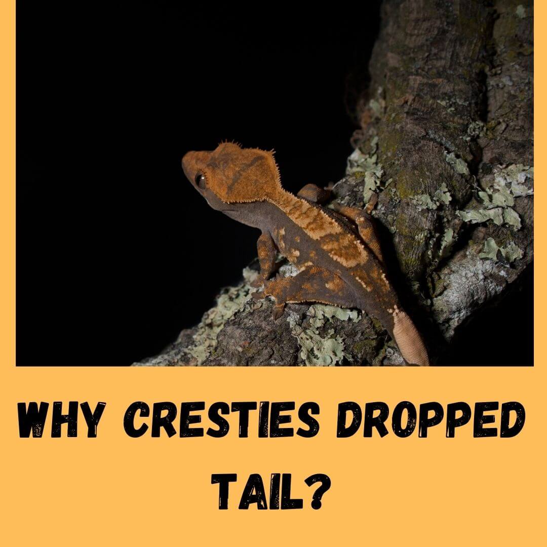 What To Do When Crested Gecko Dropped Tail?