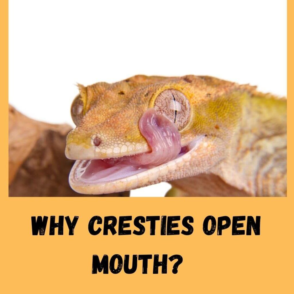 why cresties open mouth