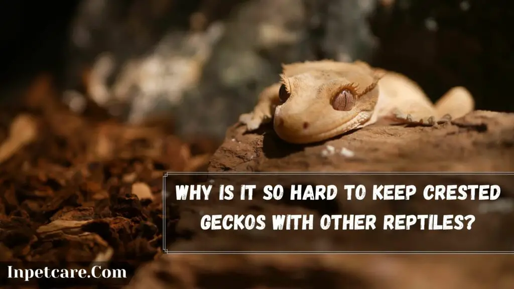 why is it so hard to keep crested geckos with other reptiles