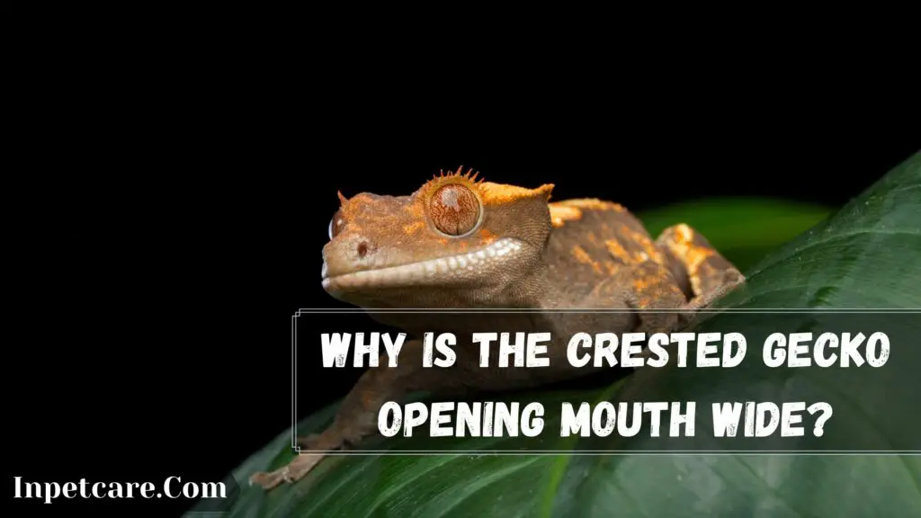 Why Crested Gecko Opening Mouth Wide