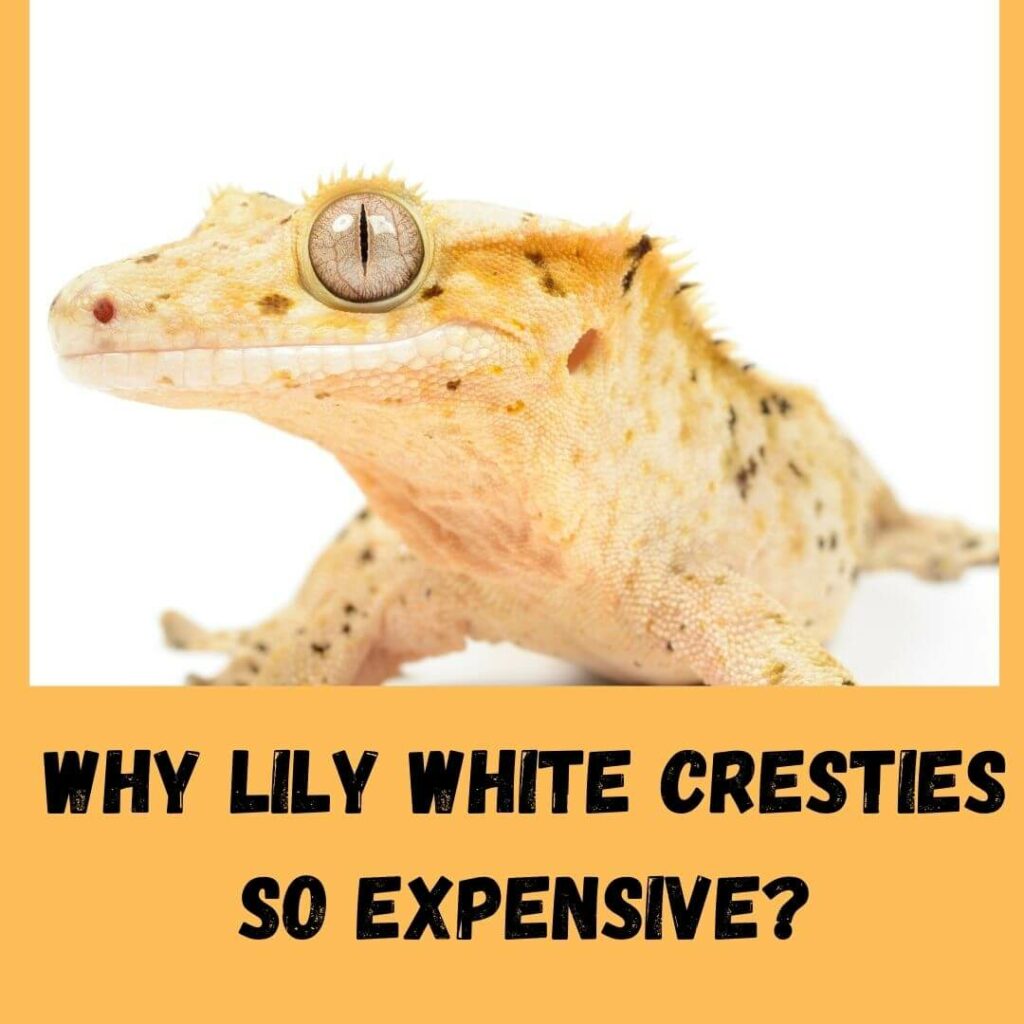 why lily white cresties so expensive