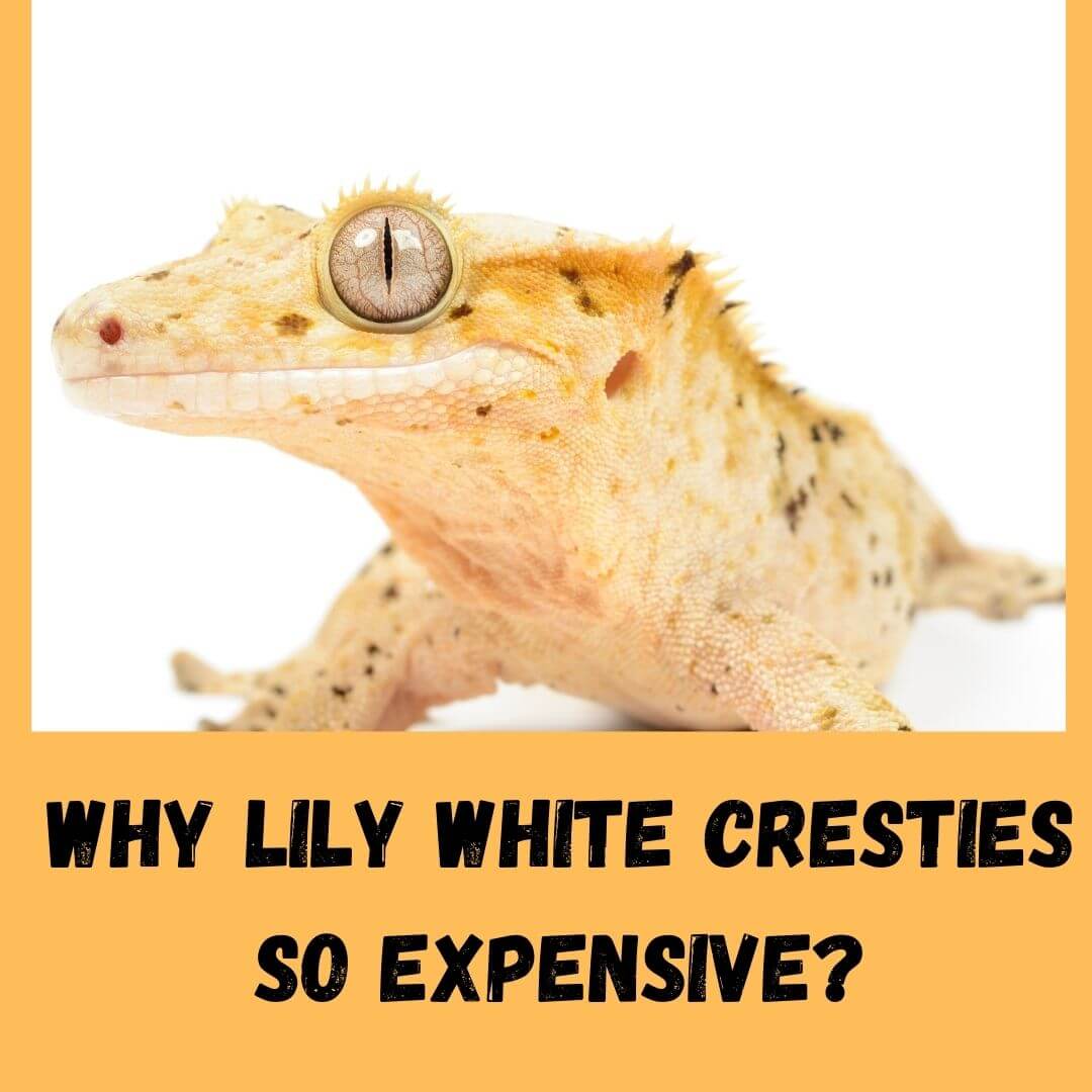 3 Reasons Why Are Lilly White Crested Geckos So Expensive