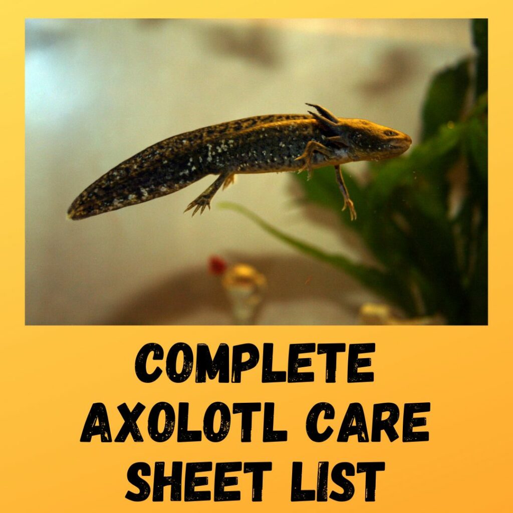 Axolotl Care List