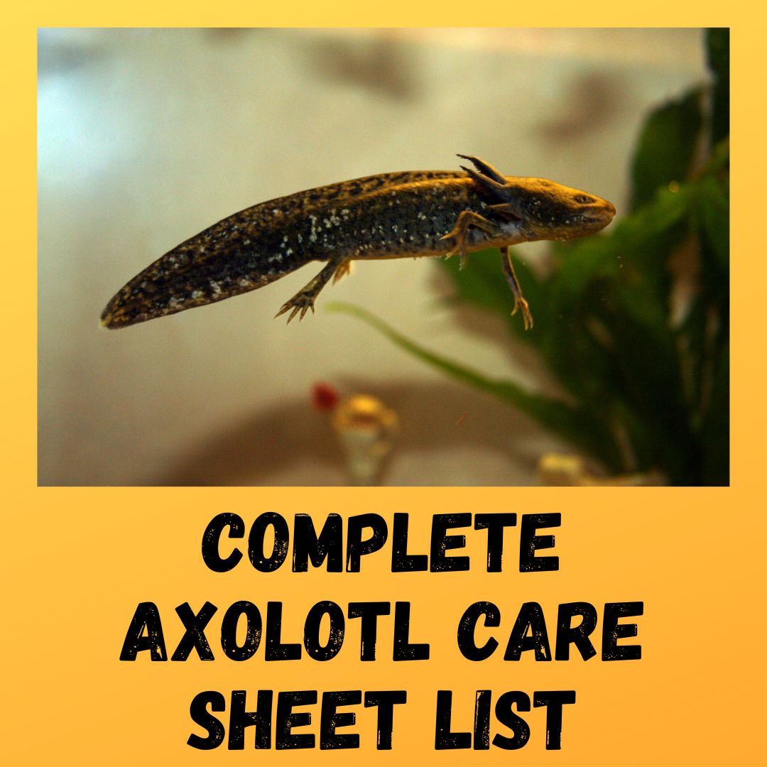 Axolotl Care List: Tank Set Up, Diet, Morphing & More