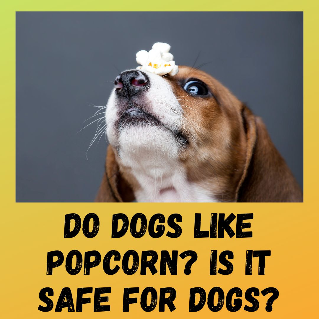 Do Dogs Like Popcorn? [4 Reasons And 3 Precautions]