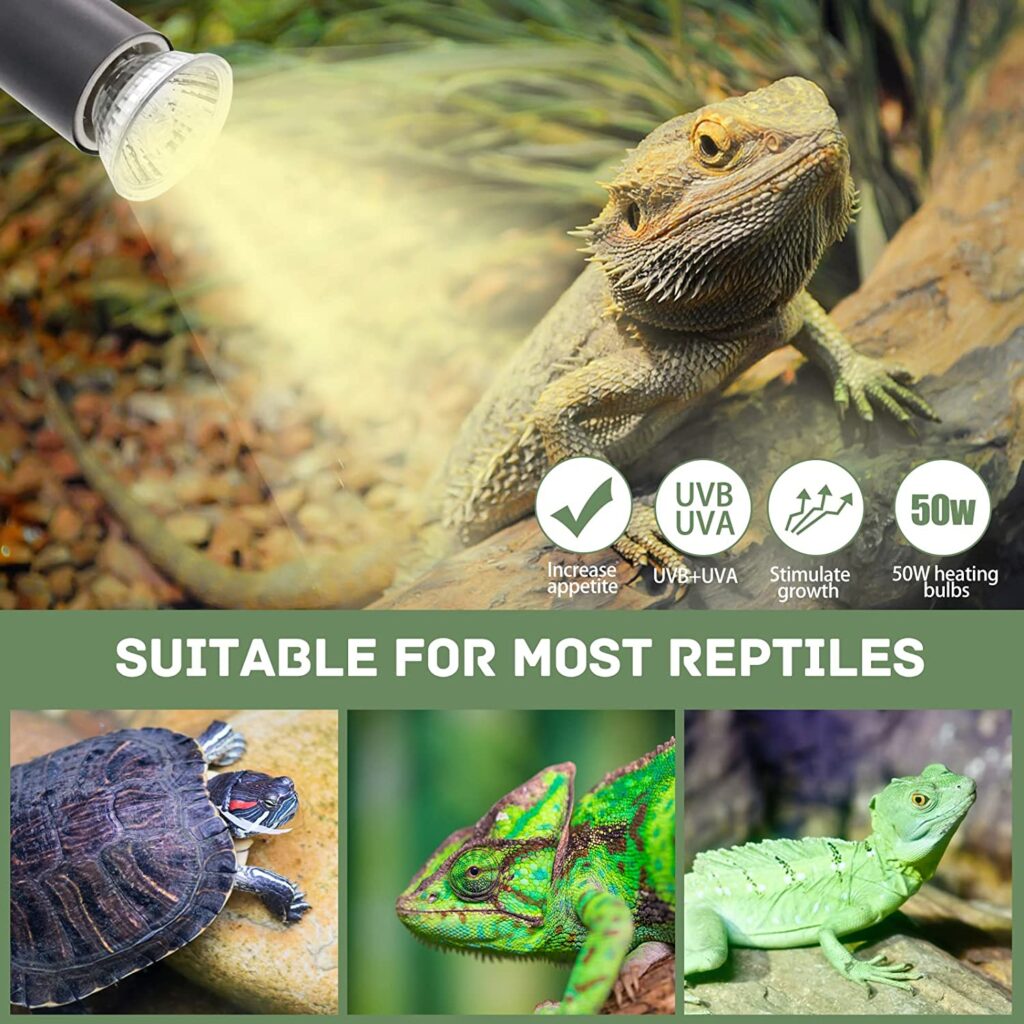 3 Best Heat Lamp For Blue Tongue Skinks: Is It Compulsory?