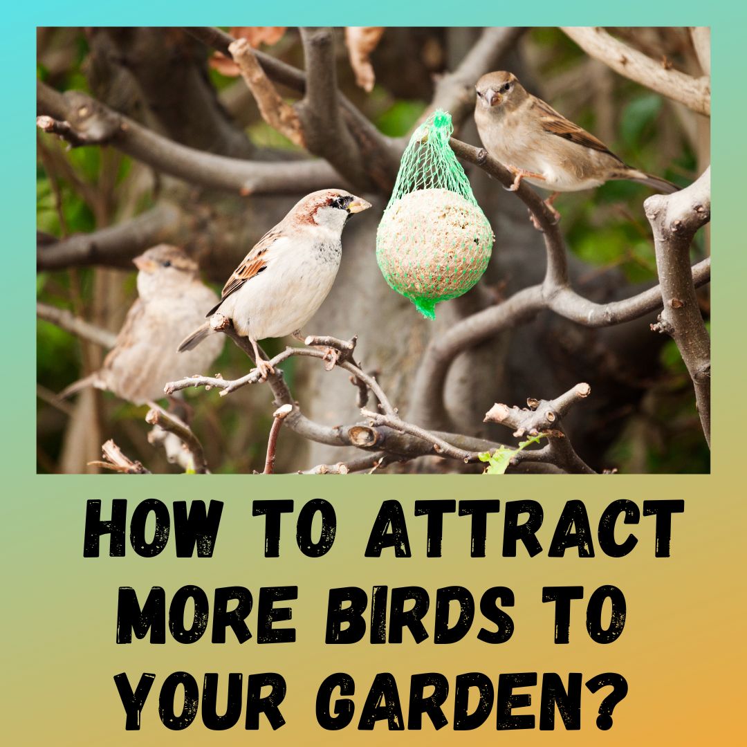 How to Attract More Birds to Your Garden? 10 Ways