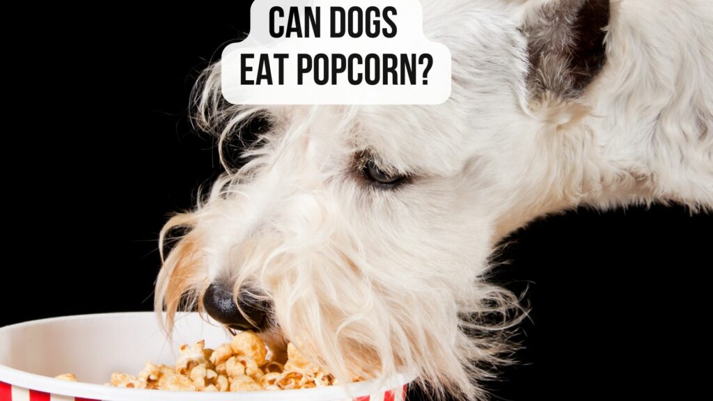 Can Dogs Eat Popcorn? 