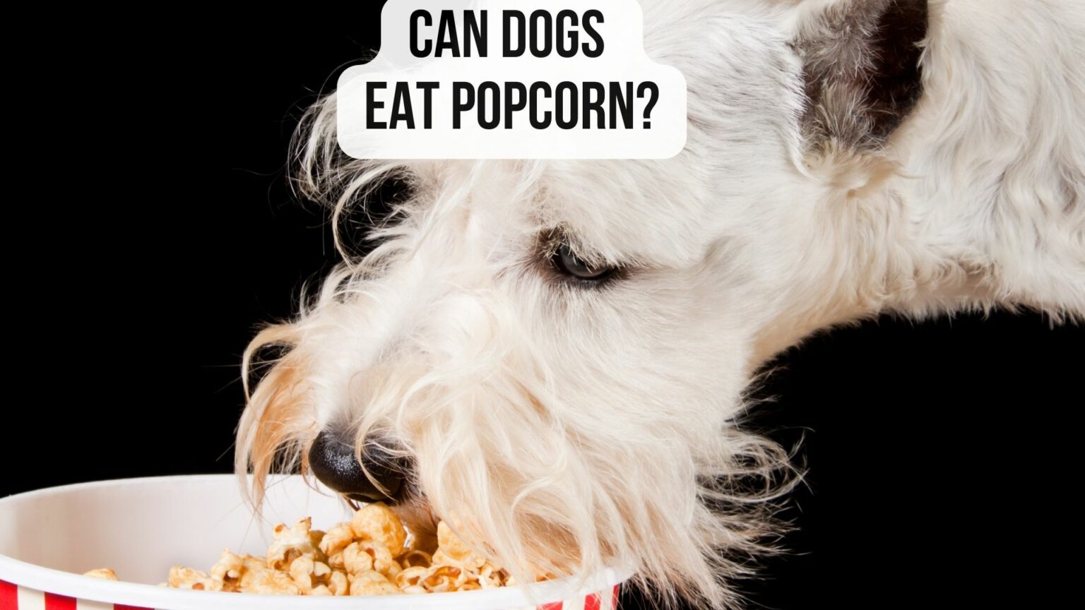 Do Dogs Like Popcorn? [4 Reasons And 3 Precautions]