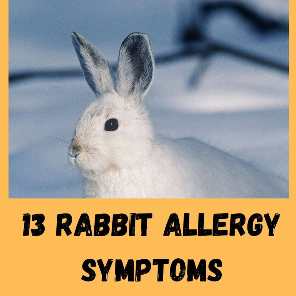13 rabbit allergy symptoms