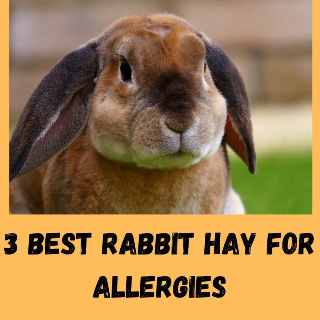 3 Best Rabbit Hay For Allergies