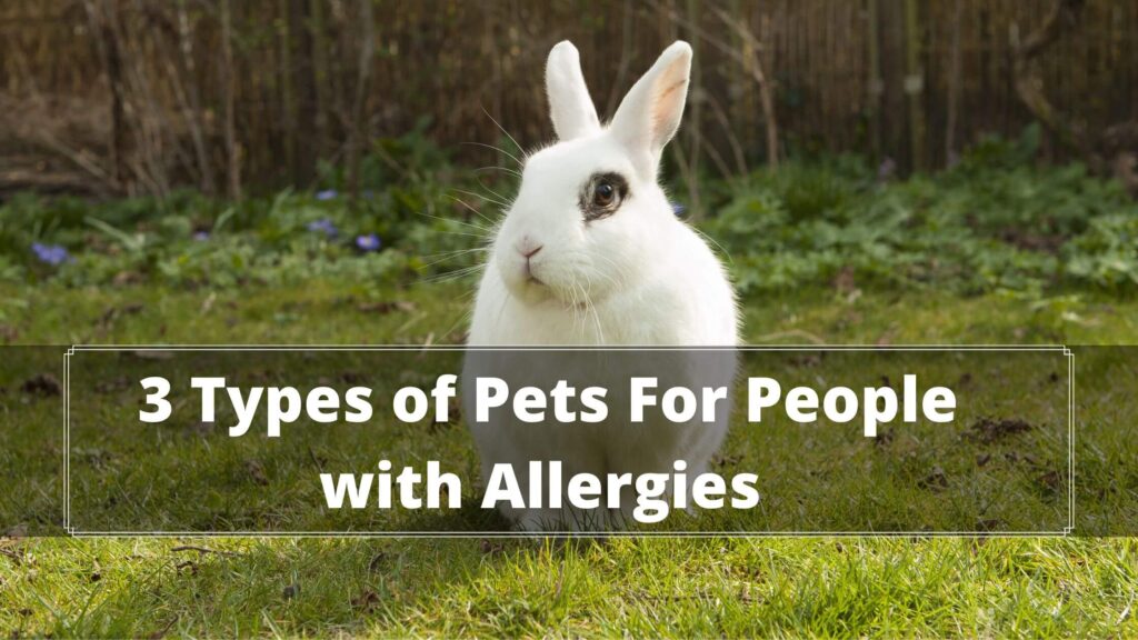3 types of pets for people with allergies