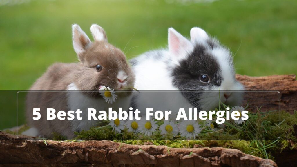 5 best rabbit for allergies