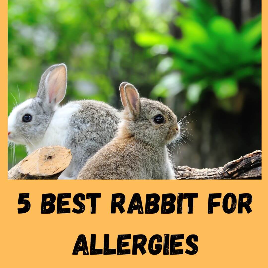 5 Best Rabbit For Allergies: What Rabbits Are Hypoallergenic?