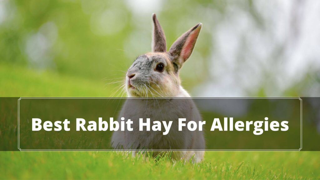 best rabbit hay for allergies