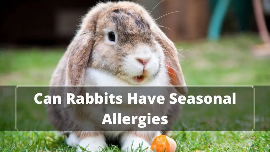 can rabbits have seasonal allergies