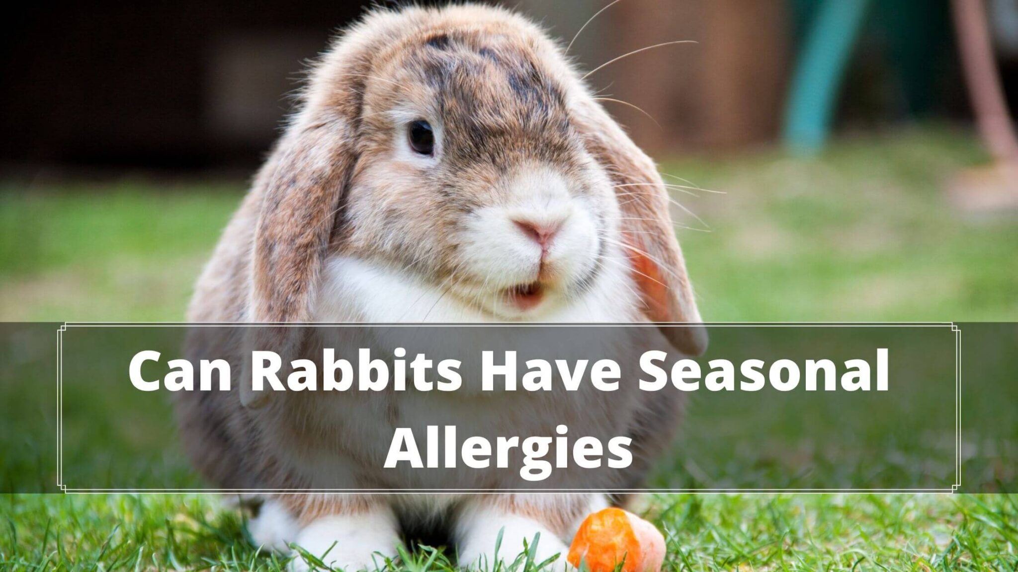 Rabbit Snuffles Can Rabbits Have Seasonal Allergies?