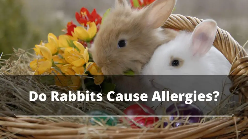 do rabbits cause allergies