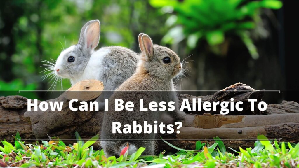 how can i be less allergic to rabbits
