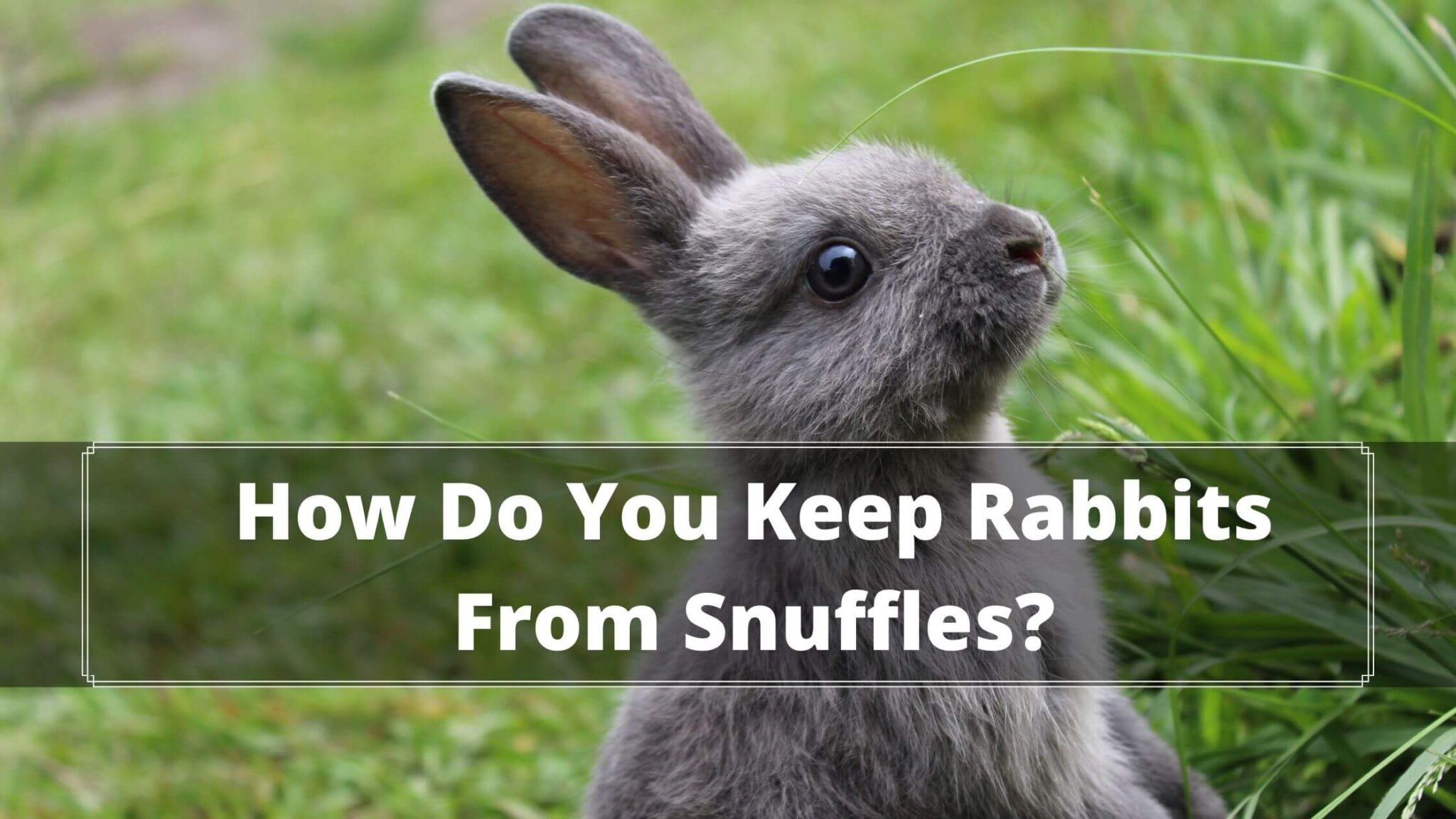 Rabbit Snuffles Can Rabbits Have Seasonal Allergies?